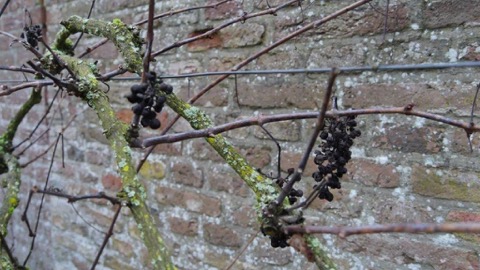 04 Drentse Beeren auslese